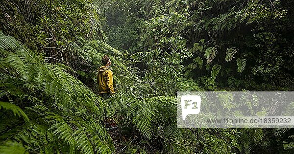 Wanderer zwischen Farnen in dicht bewachsenem Wald  Wanderweg PR9 Levada do Caldeirão Verde  Queimadas Forestry Park  Madeira  Portugal  Europa