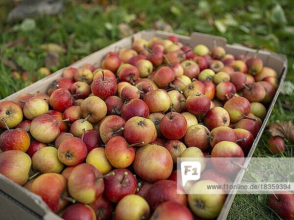 Freshly harvested apples in a cardboard box  Braunschweig  Lower Saxony  Germany  Europe