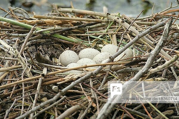 Blässhuhn (Fulica atra) Nest mit Eiern auf dem Wasser  Allgäu  Bayern  Deutschland  Europa