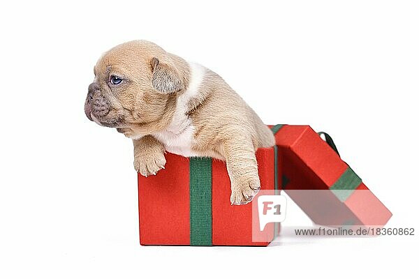 Französische Bulldogge Hundewelpe sitzt in roten Weihnachtsgeschenk-Box auf weißem Hintergrund