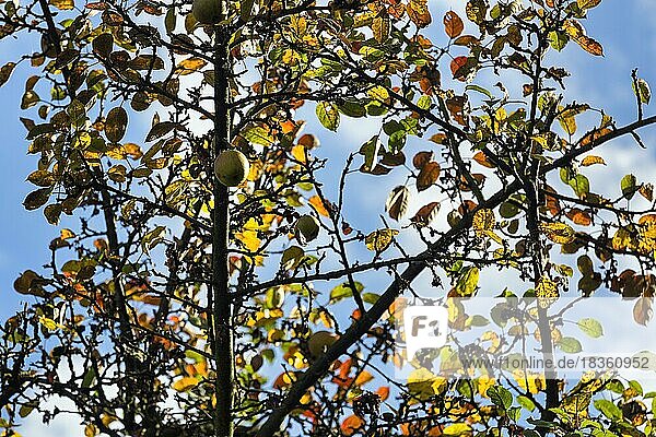 Apfelbaum mit Herbstlaub  Gegenlicht  sonniges Herbstwetter  Teutoburger Wald  Nordrhein-Westfalen  Deutschland  Europa
