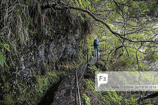 Wanderin auf einem Levada  PR9 Levada do Caldeirão Verde  Madeira  Portugal  Europa