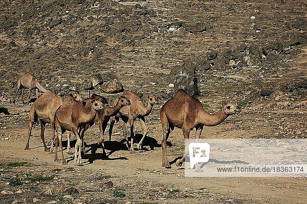 Camel herd in the Dhofar area  Jabal al Qamar  Southern Oman