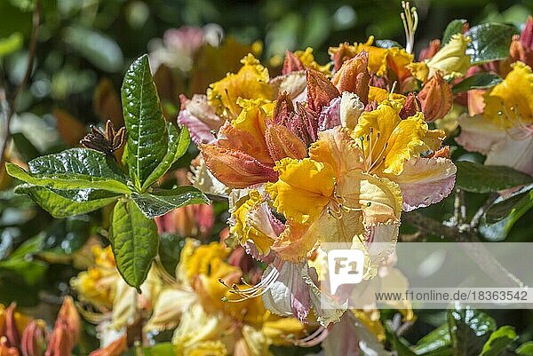 Washington State Centennial Azalea  Rhododendron Washington State Centennial  Nahaufnahme mit orangefarbenen Blüten und Blättern im Frühjahr