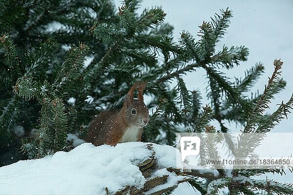 Squirrel sitting on tree trunk with snow  seen from front right