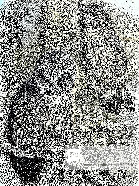 Waldkauz (Strix aluco) und Waldohreule  Asio otus  Historisch  Reproduktion einer Originalvorlage aus dem 19. Jahrhundert  digital verbessert