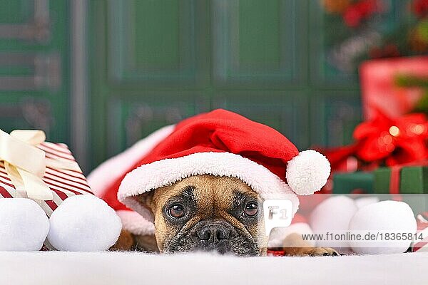 Französische Bulldogge mit weihnachtlichem Weihnachtsmannumhang mit Hut vor grüner Wand liegend