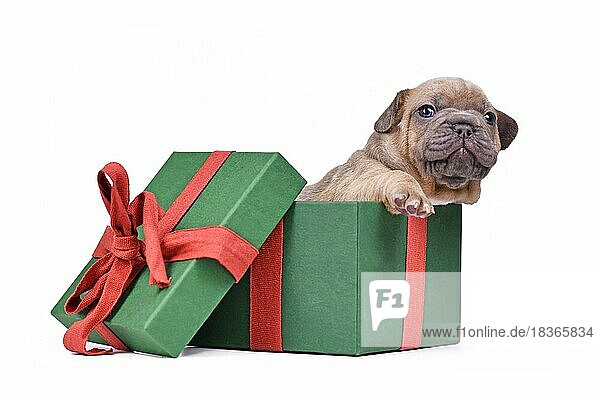 Französische Bulldogge Hundewelpe späht aus grünen Weihnachtsgeschenk-Box auf weißem Hintergrund