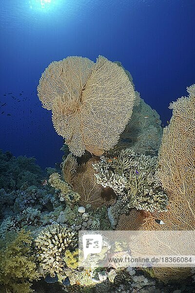 Riesen-Fächerkoralle (Annella mollis) im Gegenlicht. Tauchplatz Strasse von Tiran  Sinai  Ägypten  Rotes Meer  Afrika