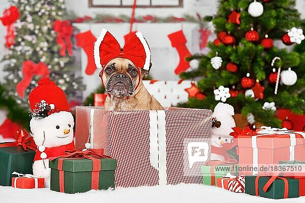 Niedliche Französische Bulldogge in Weihnachtsgeschenkbox zwischen saisonaler roter und grüner Dekoration