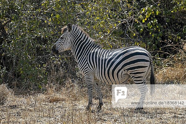 Steppenzebra der Unterart Crawshay-Zebra (Equus quagga crawshayi)  trächtige Stute  schwanger  trächtig  South Luangwa  Sambia  Afrika