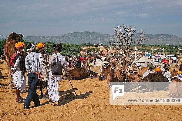 Pushkar  India  November 6  2019: Indian men and camels at Pushkar camel fair (Pushkar Mela)  annual camel and livestock fair  one of the world's largest camel fairs and tourist attraction  Asia