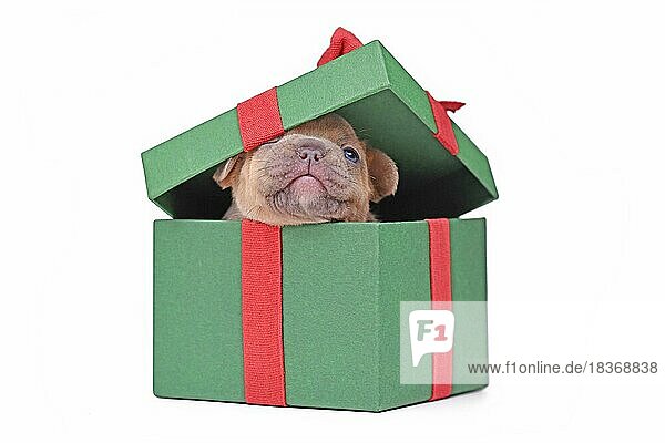 Rench Bulldogge Welpe späht aus grünen Weihnachtsgeschenk-Box auf weißem Hintergrund