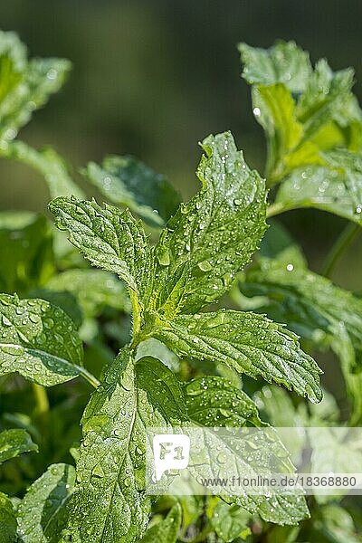 Nahaufnahme der feuchten grünen Blätter der Pfefferminze (Mentha x piperita Swiss)  einer Kreuzung aus Wasserminze und Krauseminze