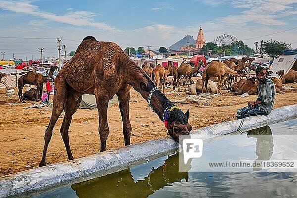 Pushkar  India  November 6  2019: Camels drinking water at Pushkar camel fair (Pushkar Mela)  annual five-day camel and livestock fair  one of the world's largest camel fairs and tourist attraction  Asia