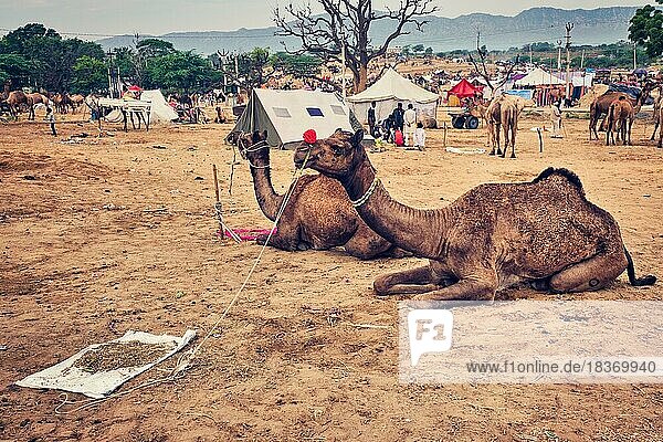 Pushkar  India  November 6  2019: Indian men and camels at Pushkar camel fair (Pushkar Mela)  annual camel and livestock fair  one of the world's largest camel fairs and tourist attraction  Asia