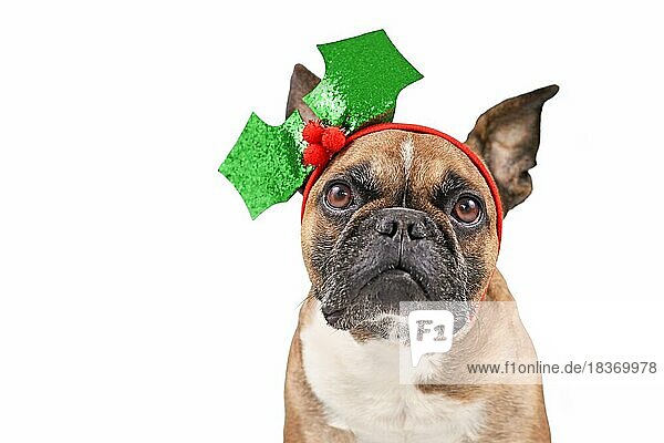 Französische Bulldogge mit weihnachtlichem Stechpalmen-Stirnband auf weißem Hintergrund