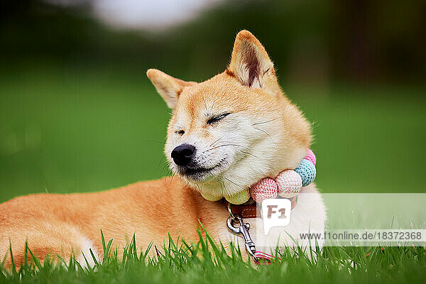 Shiba inu dog on green grass