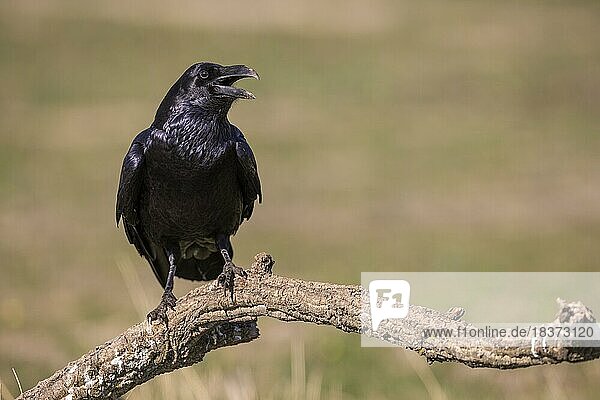 Common raven (Corvus corax) on branch  open beak  Toledo province  Castilla-La Mancha  Spain  Europe