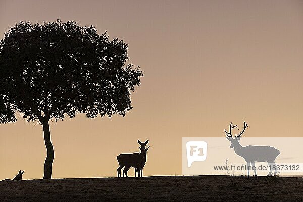 Red deer (Cervus elaphus)  male with female  strong antlers  silhouette  under tree  Andujar  Andalucia  Spain  Europe