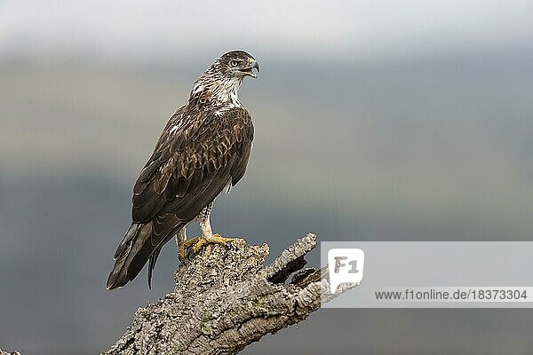 Bonellis eagle (Aquila fasciata)  adult  on cork oak  Caceres province  Spain  Europe