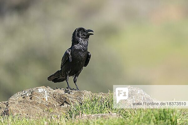 Common raven (Corvus corax)  calling  on the ground  Cordoba province  Andalusia  Spain  Europe