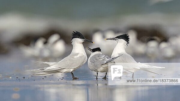 Sandwich Tern (Thalasseus sandvicensis) group in courtship  pair  mating  courting  Helgoland  Germany  Europe