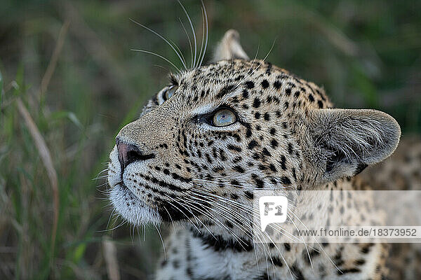 A close-up portrait of a young female leopard  Panthera Pardu  face.