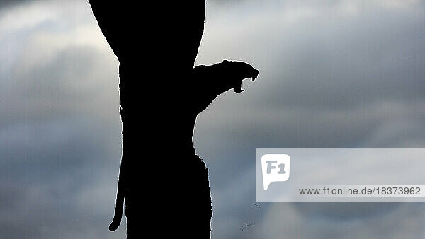 A silhouette of a leopard  Panthera pardus  yawning.