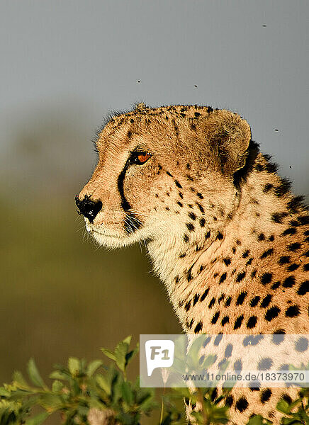 A side profile of a Cheetah, Acinonyx jubatus.