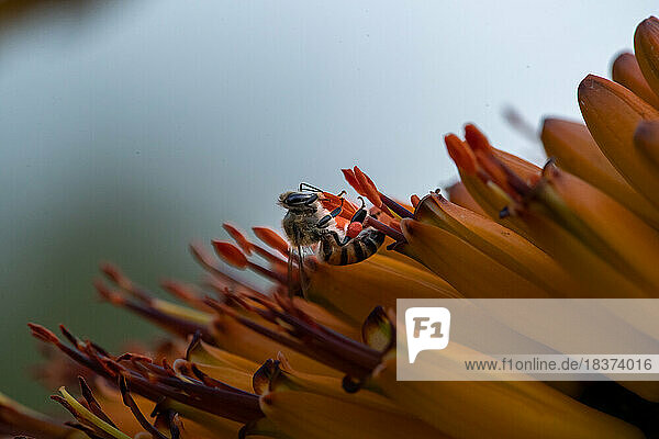 A hover fly  Syrphidae  sources nectar from an aloe flower  Aloe maculata.