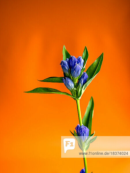 Studio shot  an orange background and a stem of a foxglove with blue flowers unfurling.