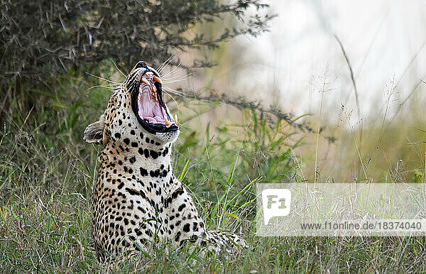 A leopard  Panthera pardus  lies down in the long grass and yawns.