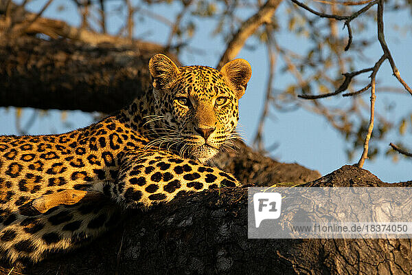 A leopard  Panthera pardus  lies down on a branch  direct gaze  golden light.