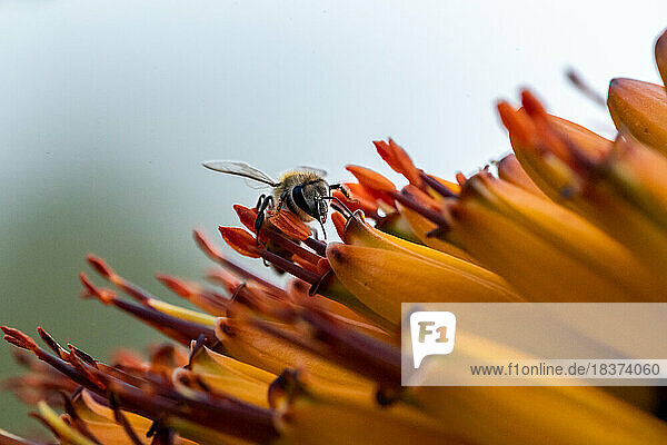 A hover fly  Syrphidae  sources nectar from an aloe flower  Aloe maculata.
