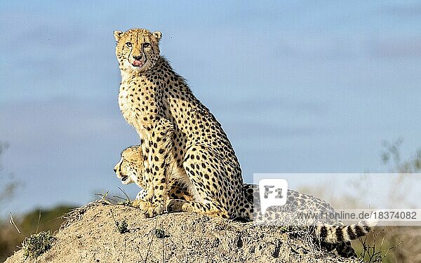 A cheetah and her sub adult cub  sit together on a termite mound.