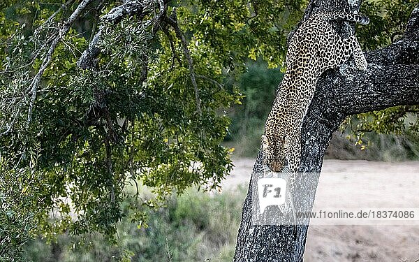 A leopard  Panthera pardus  decends from a tree.