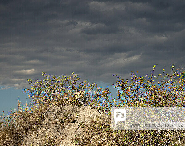 A leopard  Panthera pardus  lies ontop of a mound  cloudy skies