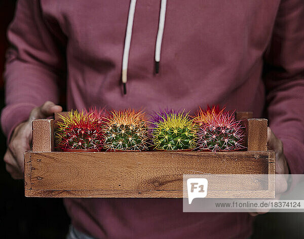 Close up of man holding tray of colourful cacti