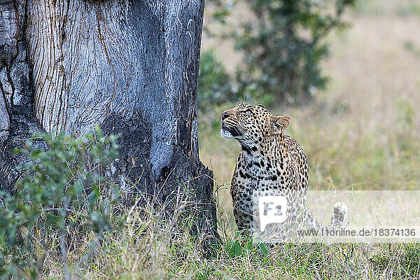 A leopard  Panthera pardus  stands next to and looks up at a tree.