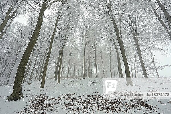 Nebel im Buchenwald  Rotbuchen (Fagus sylvatica)  Schnee  Frost  Winterlandschaft  Winterstimmung  südwestfälisches Bergland  Nordrhein-Westfalen  Deutschland  Europa