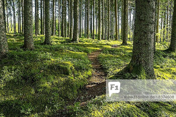 Ein schmaler Wanderweg im Wald  Nadelbäumdie Sonne scheint  Schwarzwald  Baden-Württemberg  Deutschland  Europa
