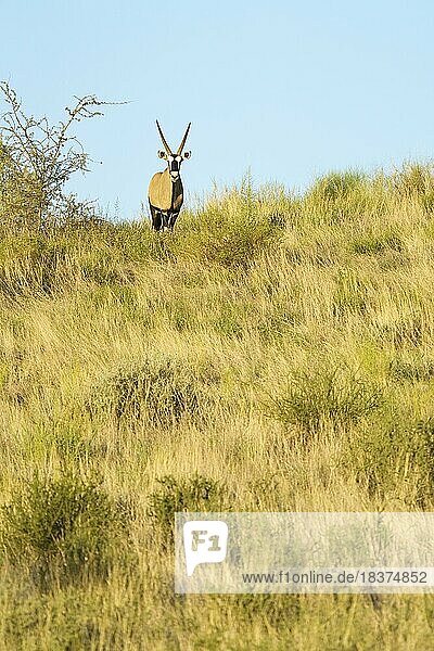 Eine Oryxgazelle (Gemsbock)  die der Kamera zugewandt ist  steht auf der Spitze eines Hügels in der Kalahari  Südafrika