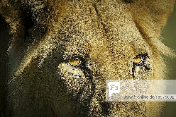 Schwarzer Mähnenlöwe (Panthera leo)  Nahaufnahme seiner Augen. Augenkontakt  das Tier starrt in die Kamera. Details der runden Pupillen. NahaufnahmeVorderansicht des majestätischen Tieres. Kalahari  Südafrika