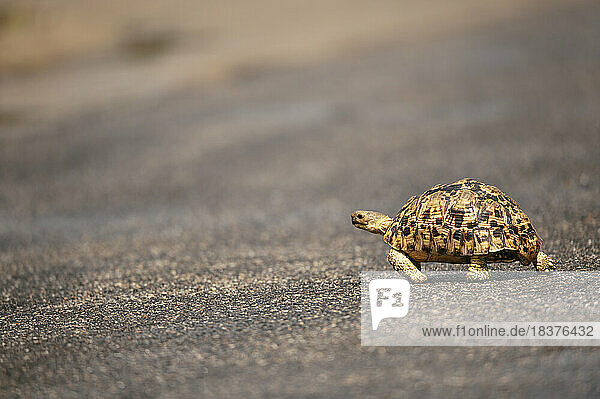 South Africa  Kruger National Park  Leopard Tortoise crossing road