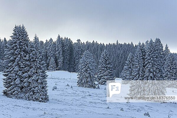 Schneelandschaft mit schneebedeckten Nadelbäumen  Notschrei  Schwarzwald  Baden-Württemberg  Deutschland  Europa