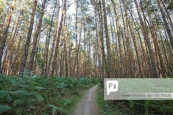 Wanderweg im Darßer Urwald  Nadelbaummischwald mit Unterbewuchs  Nationalpark Vorpommersche Boddenlandschaft  Mecklenburg-Vorpommern  Deutschland  Europa