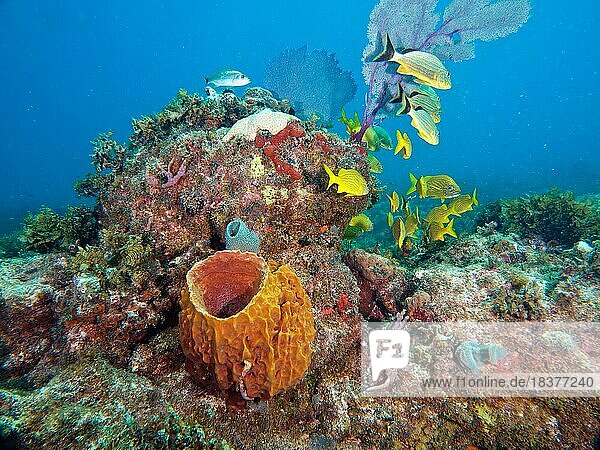 Giant barrel sponge (Xestospongia muta) in typical Caribbean reef landscape. Dive site John Pennekamp Coral Reef State Park  Key Largo  Florida Keys  Florida  USA  North America