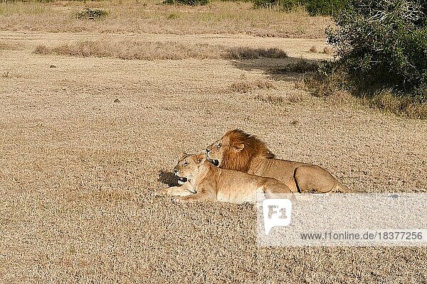 Löwen (Panthera leo) Paar in Kenia