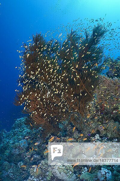 Schwarze Koralle (Antipathes dichotoma) und Gruppe von Juwelen-Fahnenbarsch (Pseudanthias squamipinnis)  Tauchplatz Torfa Lassal  El Quesir  Rotes Meer  Ägypten  Afrika